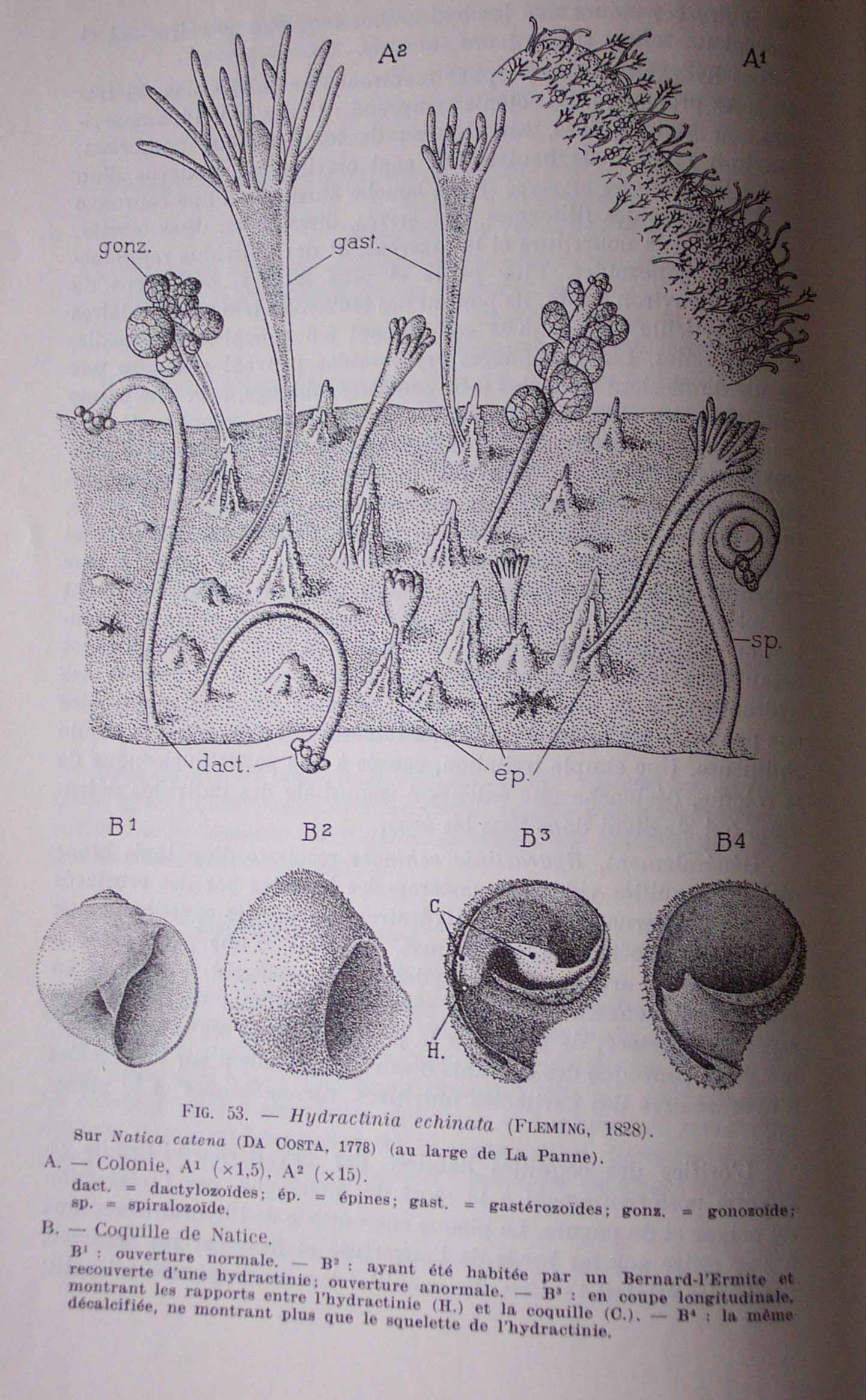 Cerithiidae